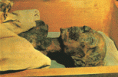 /album/galerie-photos/miracles-gif/